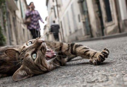 homeless cat on the ground down the street